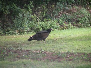 turkey_vulture-09-16-2009-3